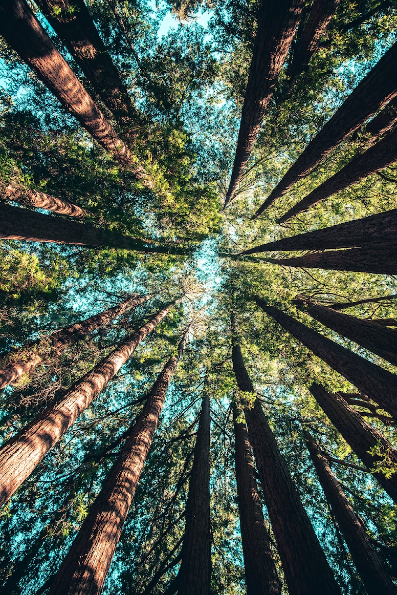 Looking up at tall redwood trees